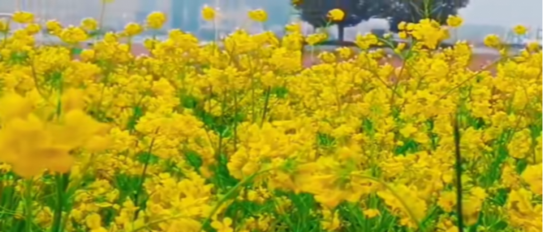 1733495867954487.png 春.png